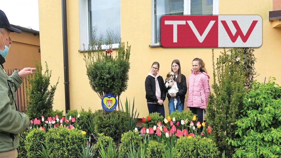 700 tulipanow na rocznicę 700 lat Warki Jerzego Kołodziejskiego – 7 maja 2021